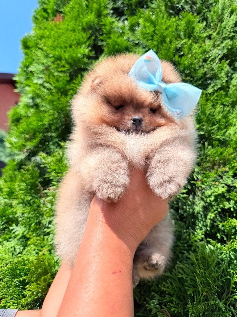 Pomeriaan pup reutje Orange Bear type – te reserveren, Nederland, Keeshond, Reu, 8 tot 15 weken