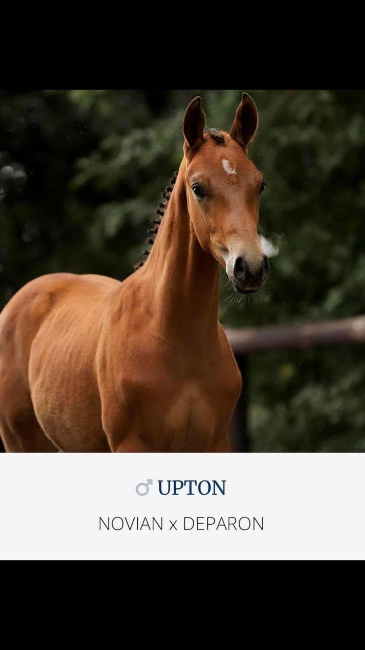 Diverse jonge Dressuur Paarden, Niet van toepassing, 0 tot 2 jaar