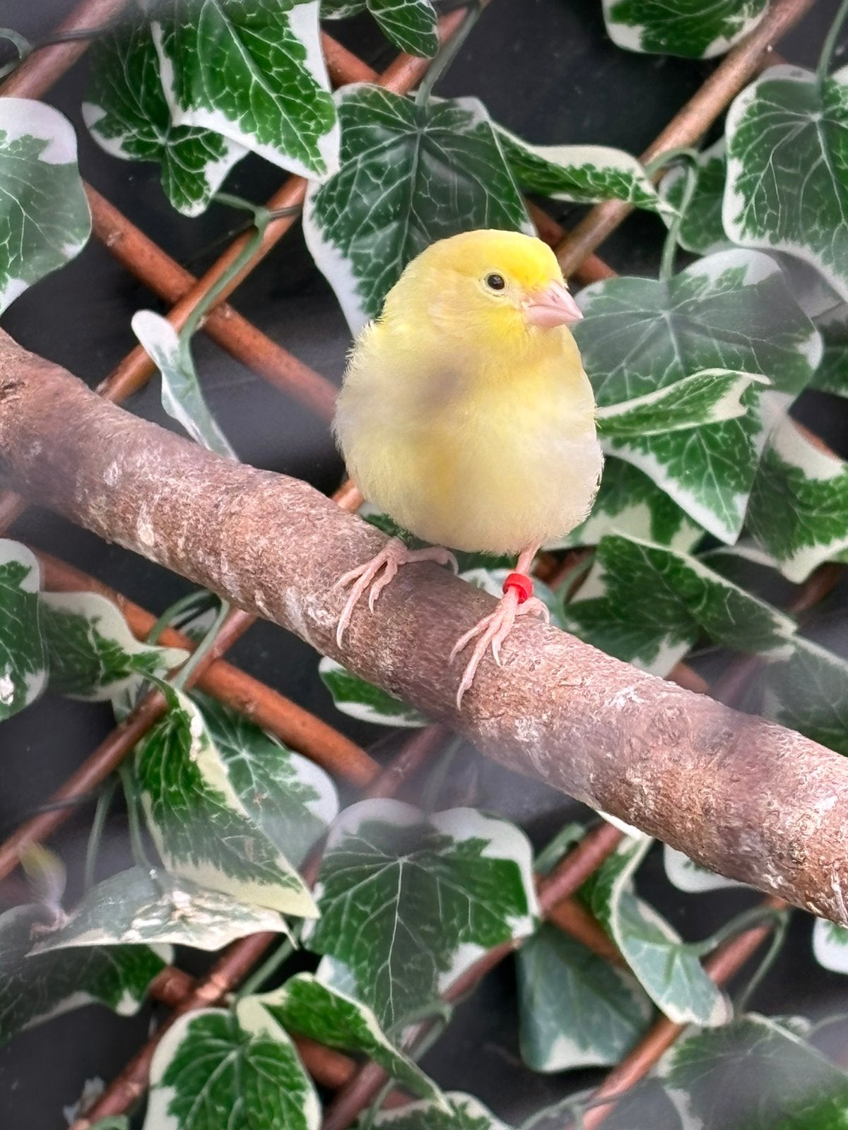 Gele kanarie, Dieren en Toebehoren, Vogels | Overige Vogels, Geslacht onbekend, Tropenvogel, Geringd