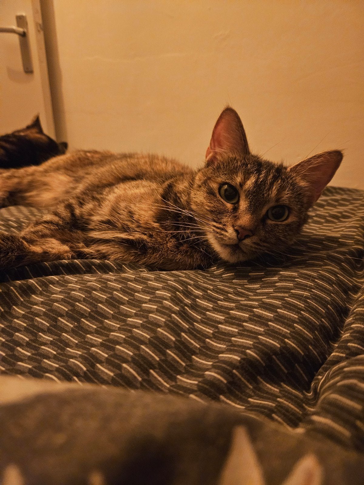 Lief rood tijger poesje zoekt een nieuw thuis, Dieren en Toebehoren, Poes, Kortharig, 3 tot 5 jaar