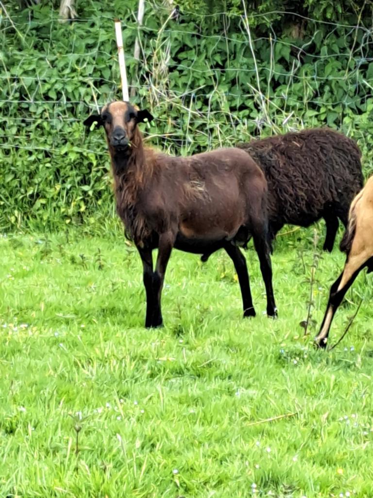 Te koop Barbados Black Belly schapen ram., Dieren en Toebehoren, Schapen, Geiten en Varkens, Mannelijk, Schaap