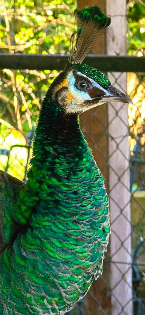 Java pauw broedeieren, Dieren en Toebehoren, Pluimvee, Geslacht onbekend, Overige soorten