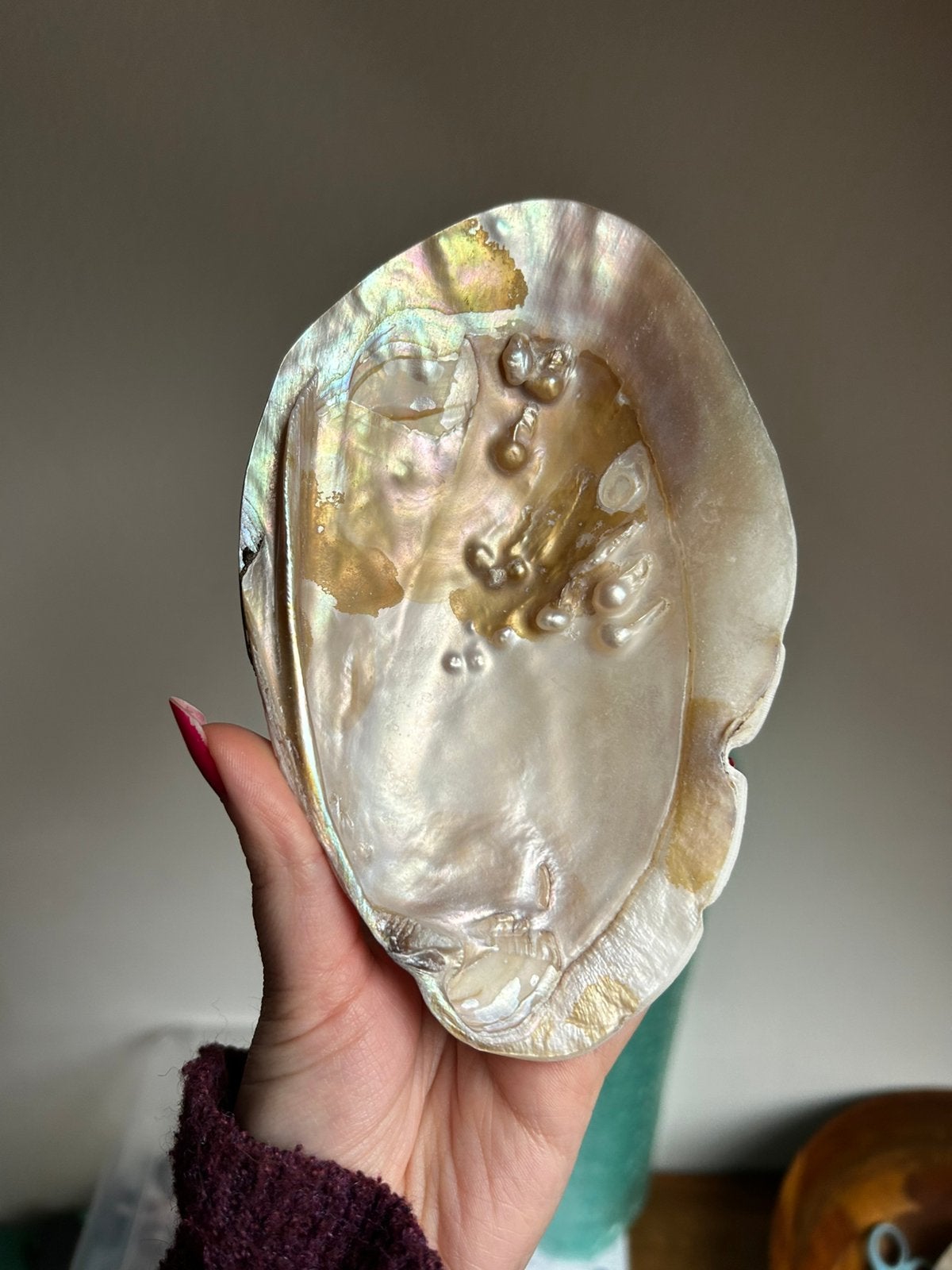 Schelp 15,5x10cm, Ophalen of Verzenden, Schelp(en)