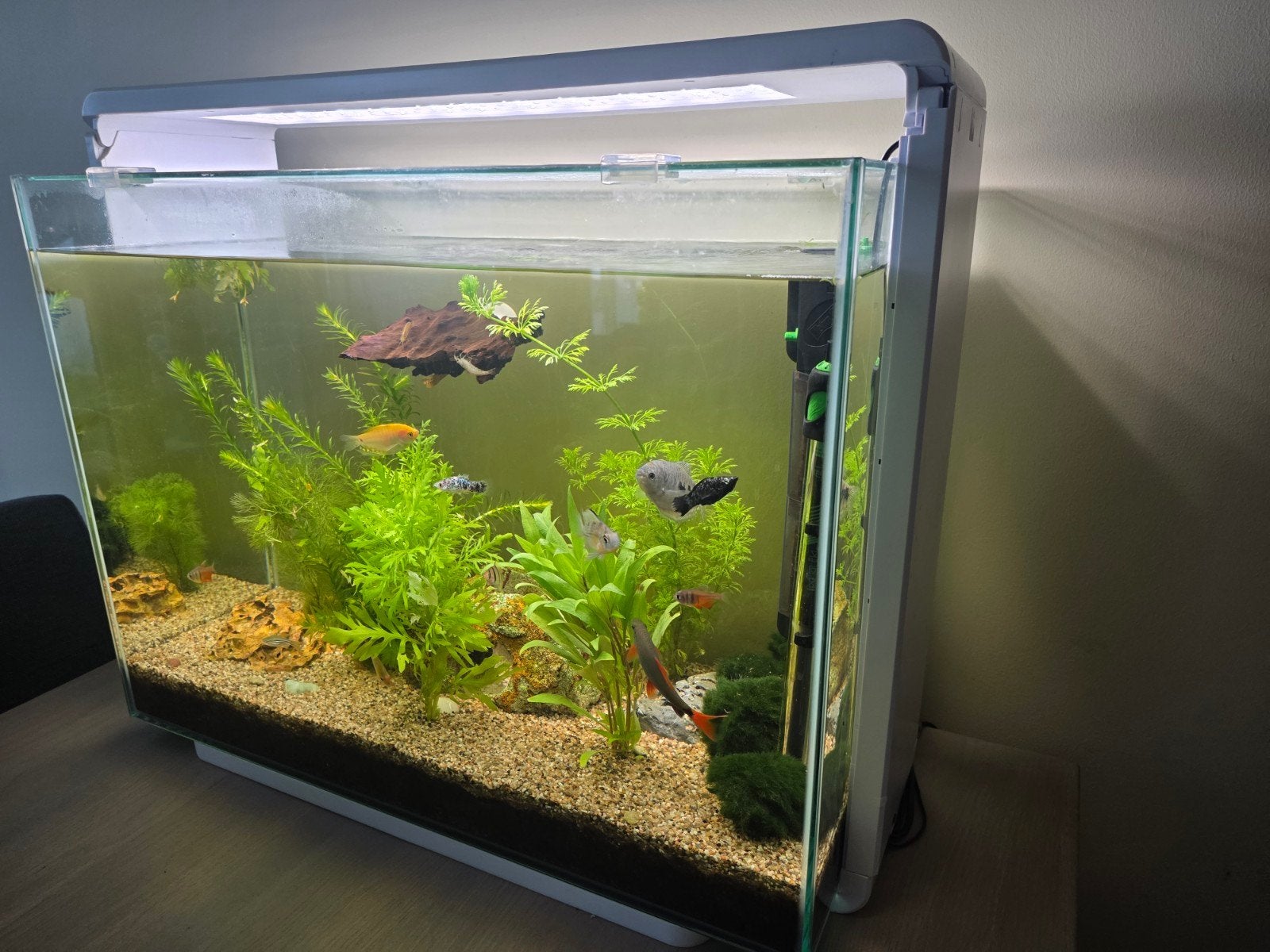 Aquarium te koop (wit), Dieren en Toebehoren, Ophalen, Gebruikt, Gevuld zoetwateraquarium, Superfish