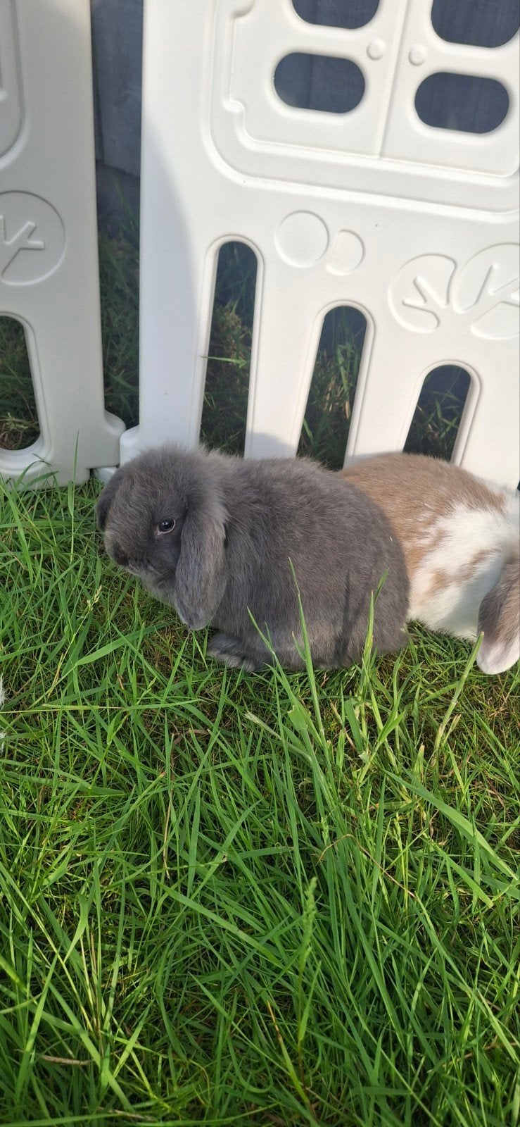 Mini lops, Dieren en Toebehoren, Konijnen, Mannelijk, Groot