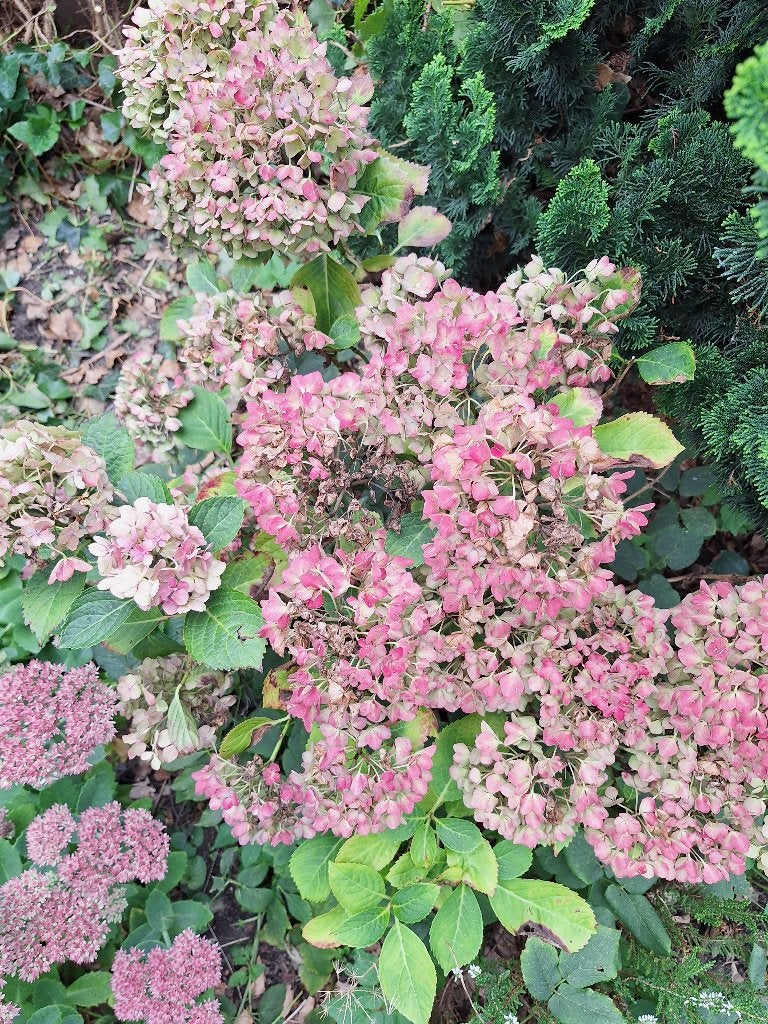 3 hortensia's, Tuin en Terras, Vaste plant, Halfschaduw, Zomer, Ophalen