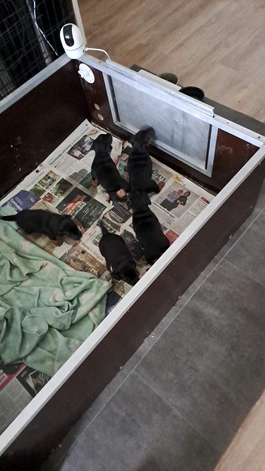 5 Jack Russel pups te koop, Dieren en Toebehoren, 8 tot 15 weken, Meerdere, Meerdere dieren, Nederland