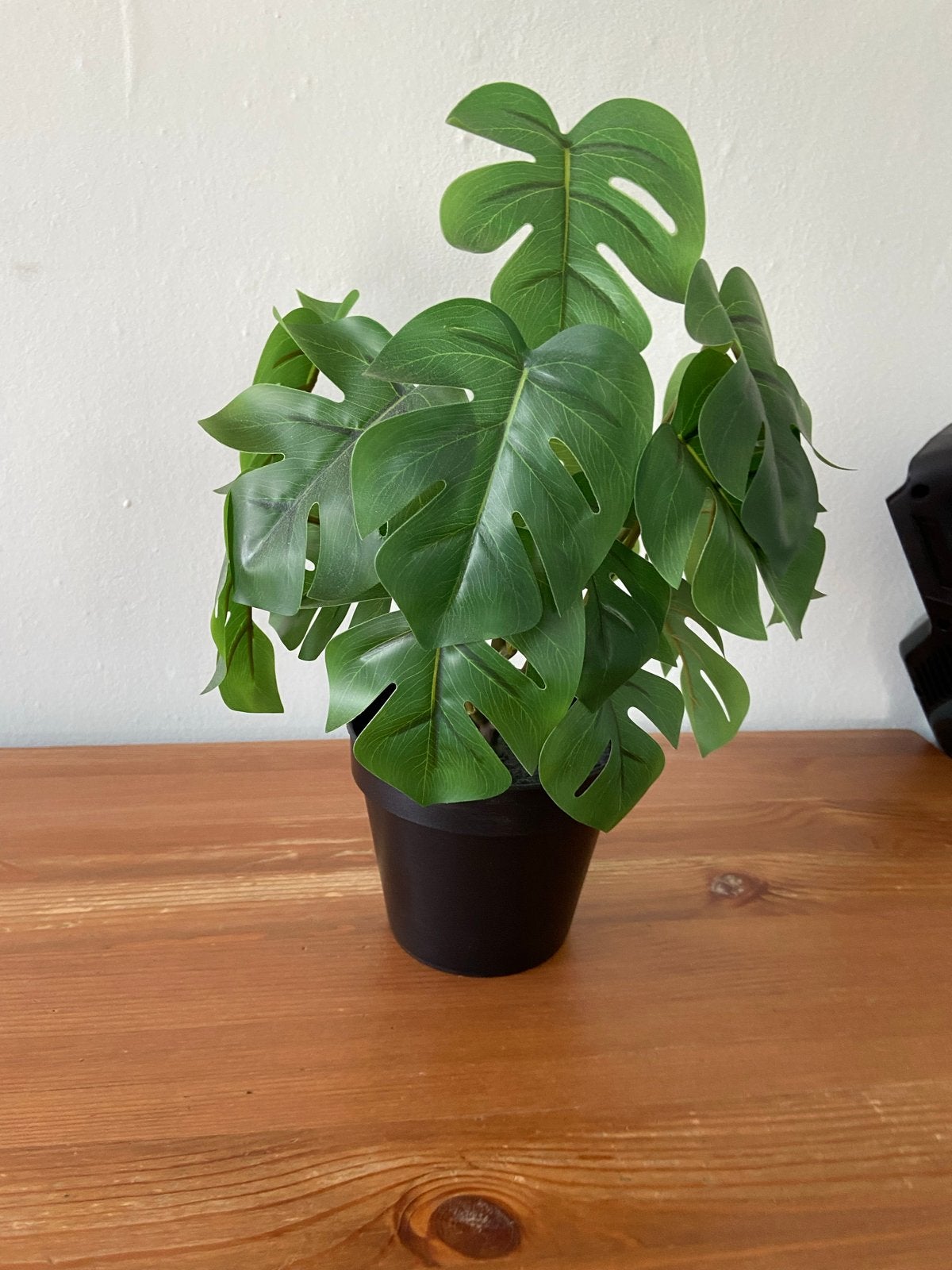 Kunst planten Montsera, orchidee en cactus, Groen, Onderhoudsvrij, Kunstplant, Ophalen of Verzenden