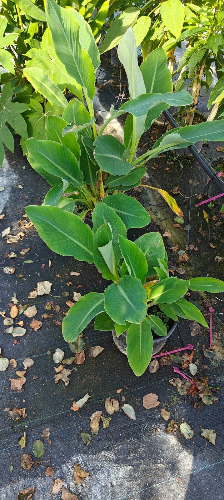2 stekken musella lasiocarpa, Ophalen, Overige soorten, Volle zon