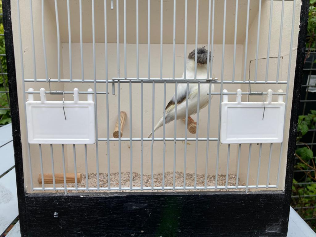 Broedrijpe glosters te koop, Meerdere dieren, Postuurkanarie