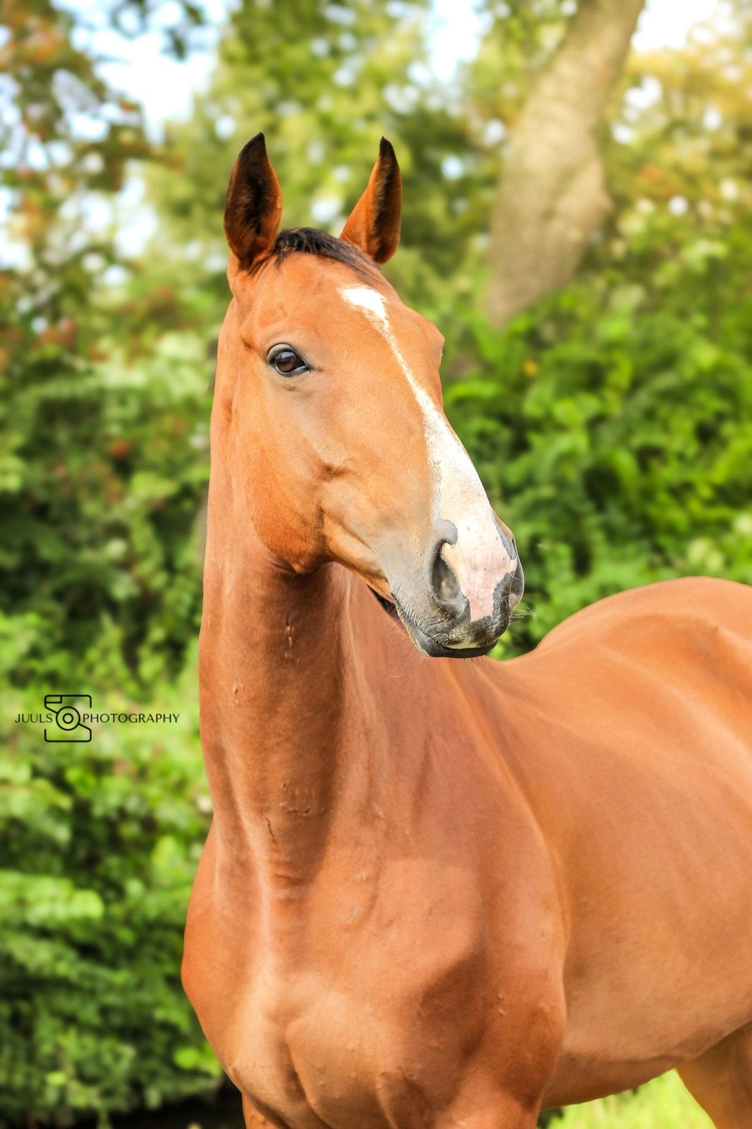 Project paard / weidemaatje, Ruin, 160 tot 165 cm, Recreatiepaard, 7 tot 10 jaar