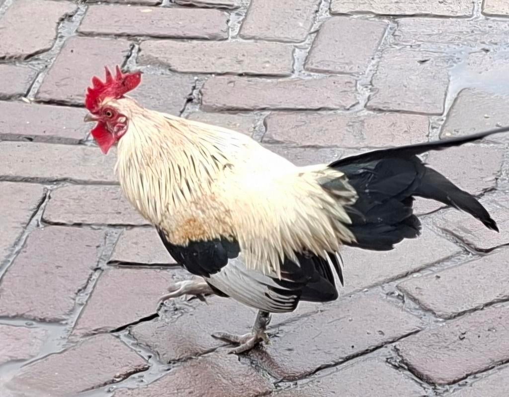 Kippenopvang zoekt mooie plek voor deze kleine krielhaan!, Dieren en Toebehoren, Pluimvee, Mannelijk, Kip