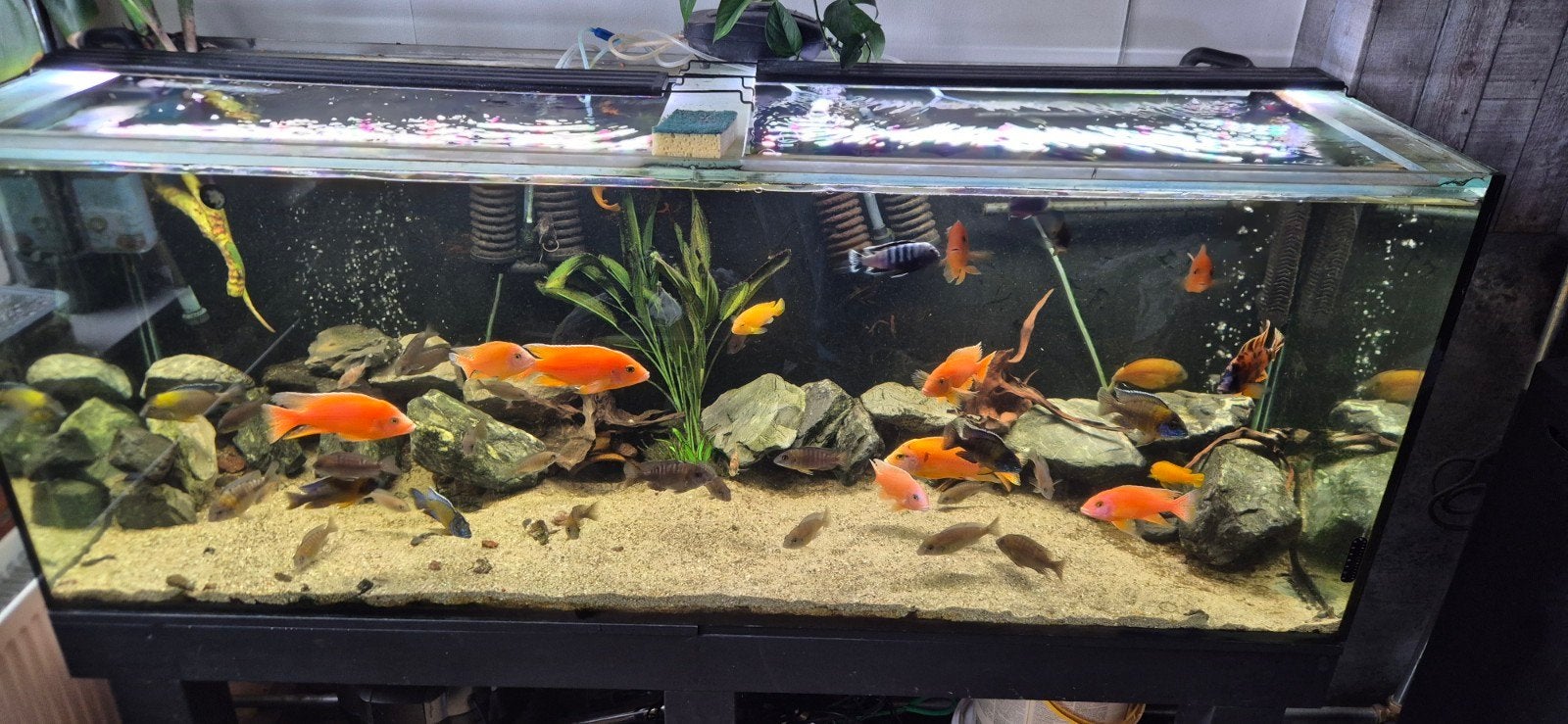 Aquarium 550 liter., Dieren en Toebehoren, Ophalen, Inclusief toebehoren, Gebruikt, Gevuld zoetwateraquarium