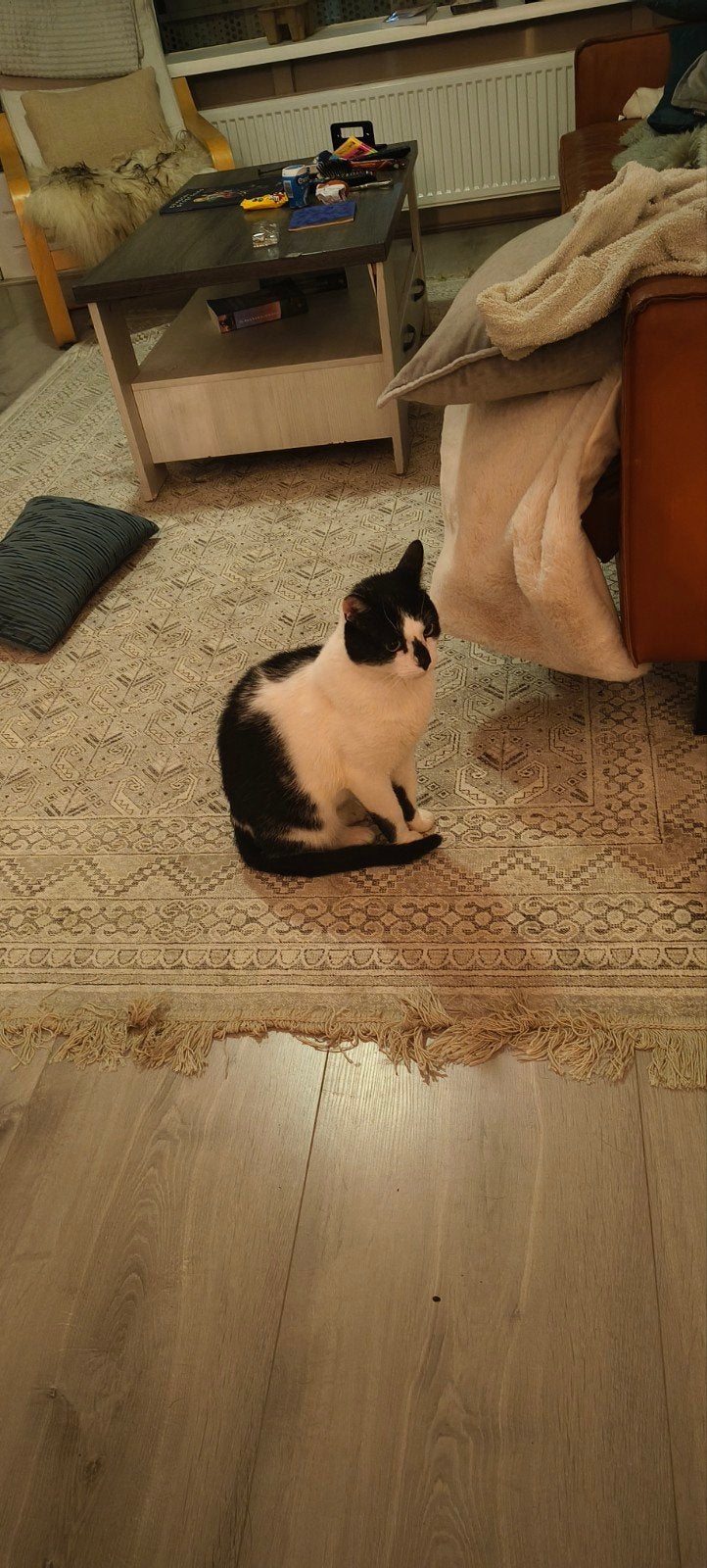 druif en Pluto, Meerdere dieren, Kortharig, 3 tot 5 jaar