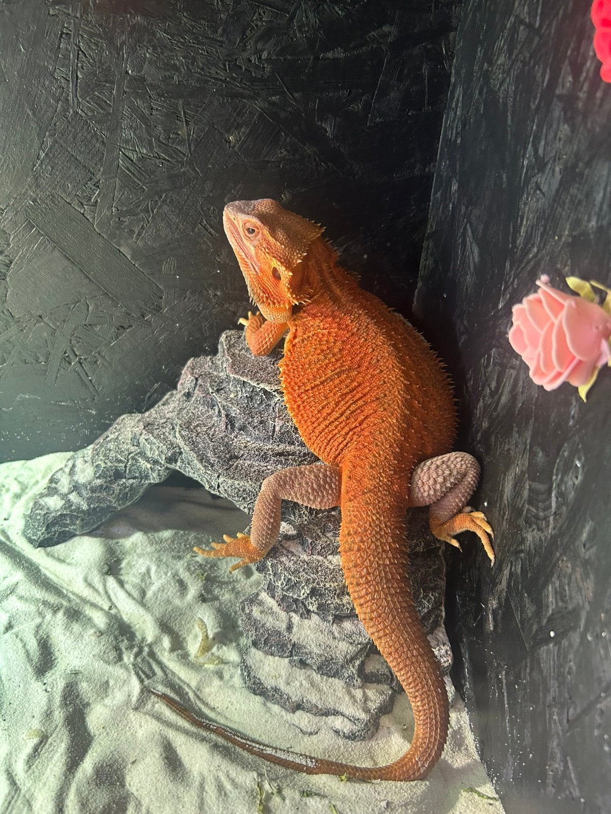 Red monster nakweek baardagaam, Dieren en Toebehoren, Reptielen en Amfibieën, Hagedis, 0 tot 2 jaar