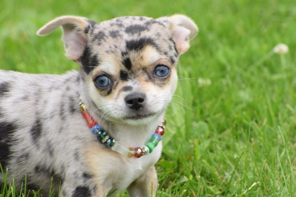Chihuahua pups kies uw kleur, Dieren en Toebehoren, Honden | Chihuahua's en Gezelschapshonden, 15 weken tot 1 jaar, Buitenland