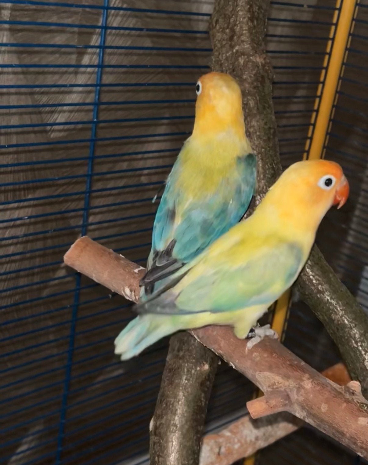 Prachtig bewezen koppel fischeri 🤌, Dieren en Toebehoren, Meerdere dieren, Dwergpapegaai of Agapornis, Geringd