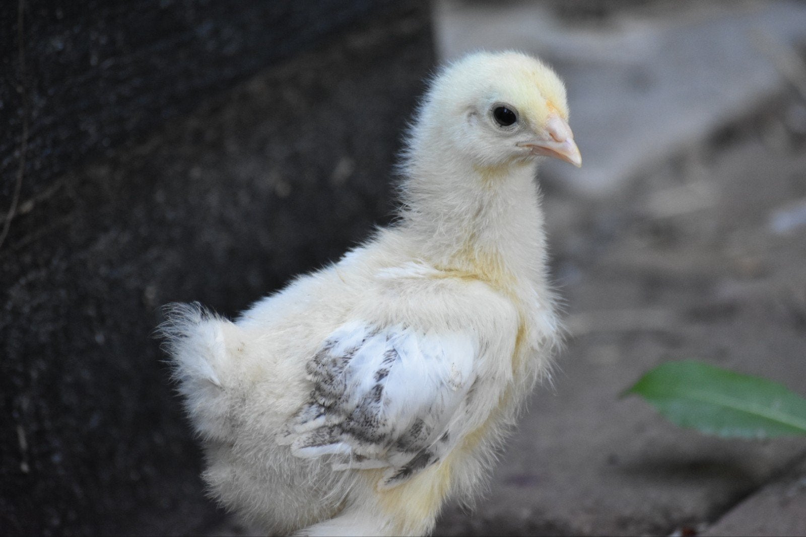 7 jonge brahma kuikens, Geslacht onbekend, Kip