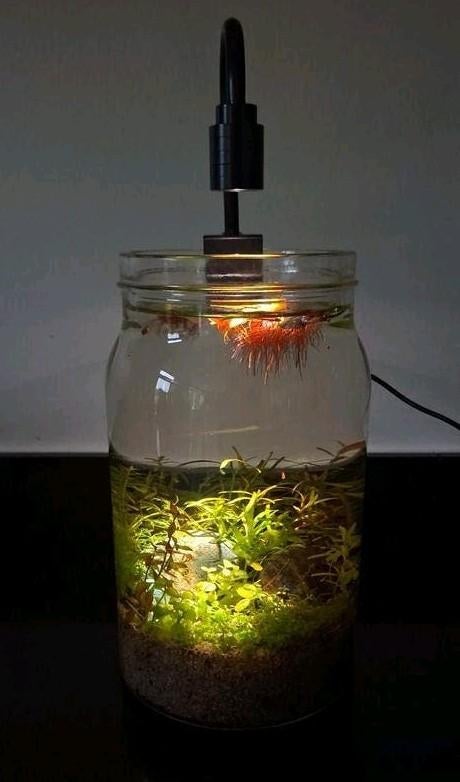 Aquarium ecosysteem in pot, Dieren en Toebehoren, Vissen | Aquaria en Toebehoren, Ophalen, Zo goed als nieuw, Plant(en), Steen of Hout
