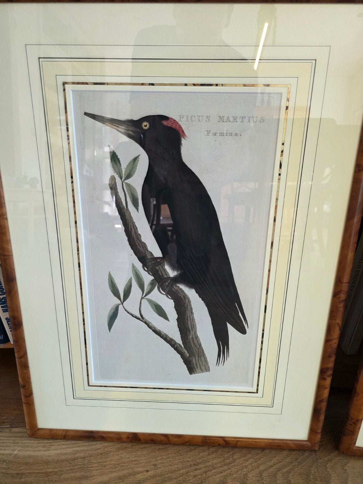 2x zwarte specht - Sepp & Nozeman., 1800 - 1899, 65 cm, Ophalen of Verzenden, Flora en Fauna