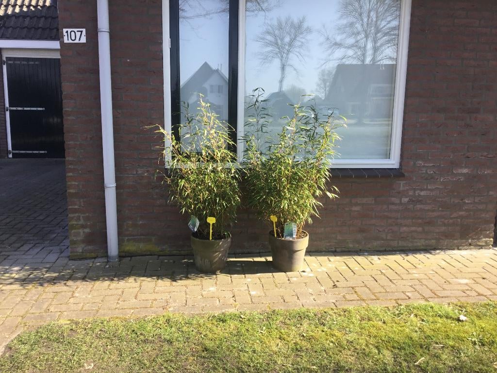 Fargesia Robusta Formidable in basalt stenen sierpot, Volle zon, Vaste plant, Bloeit niet, Ophalen