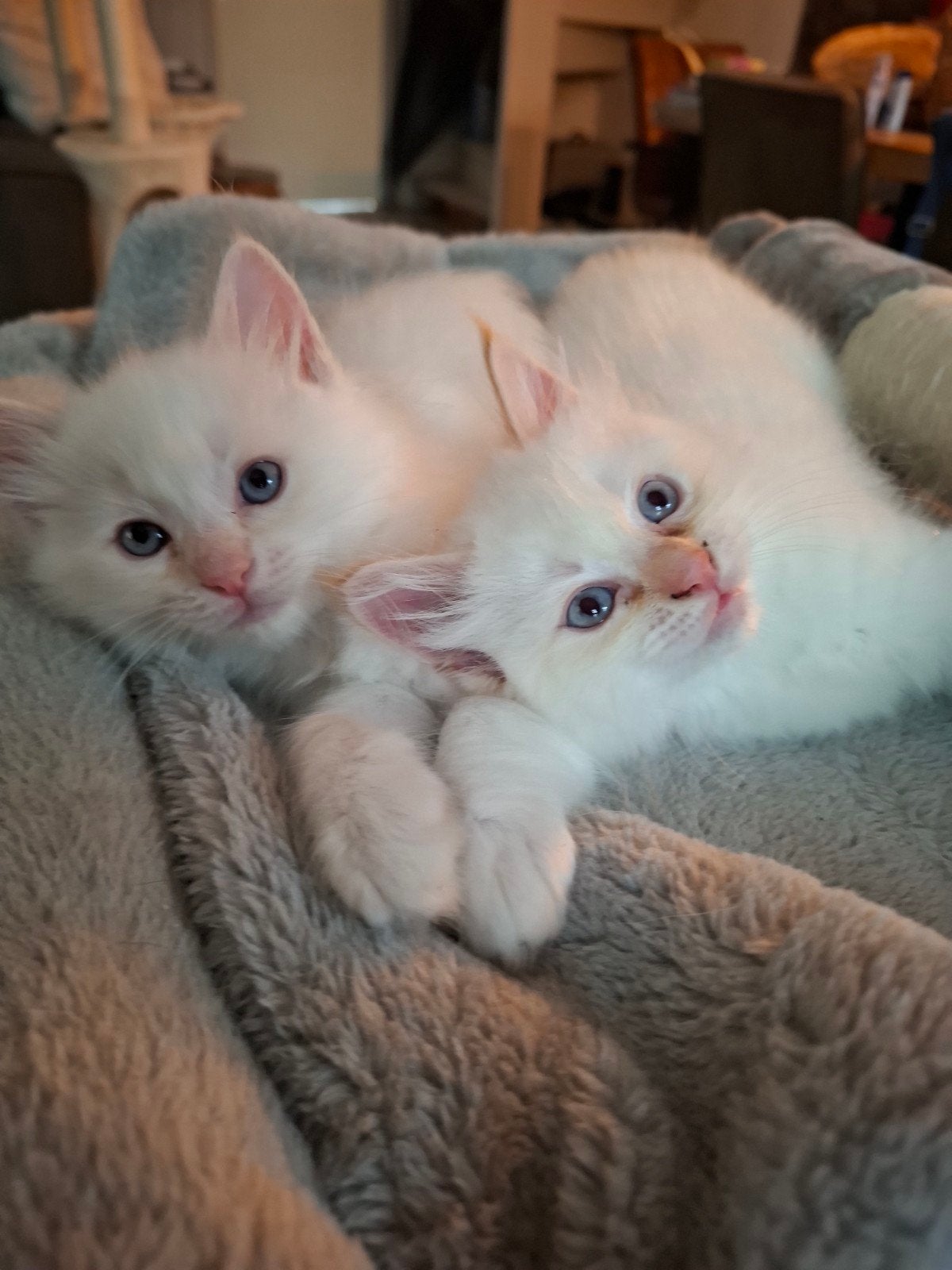 Super schattige ragdoll kittens, Dieren en Toebehoren, Meerdere dieren, Gechipt, 0 tot 2 jaar