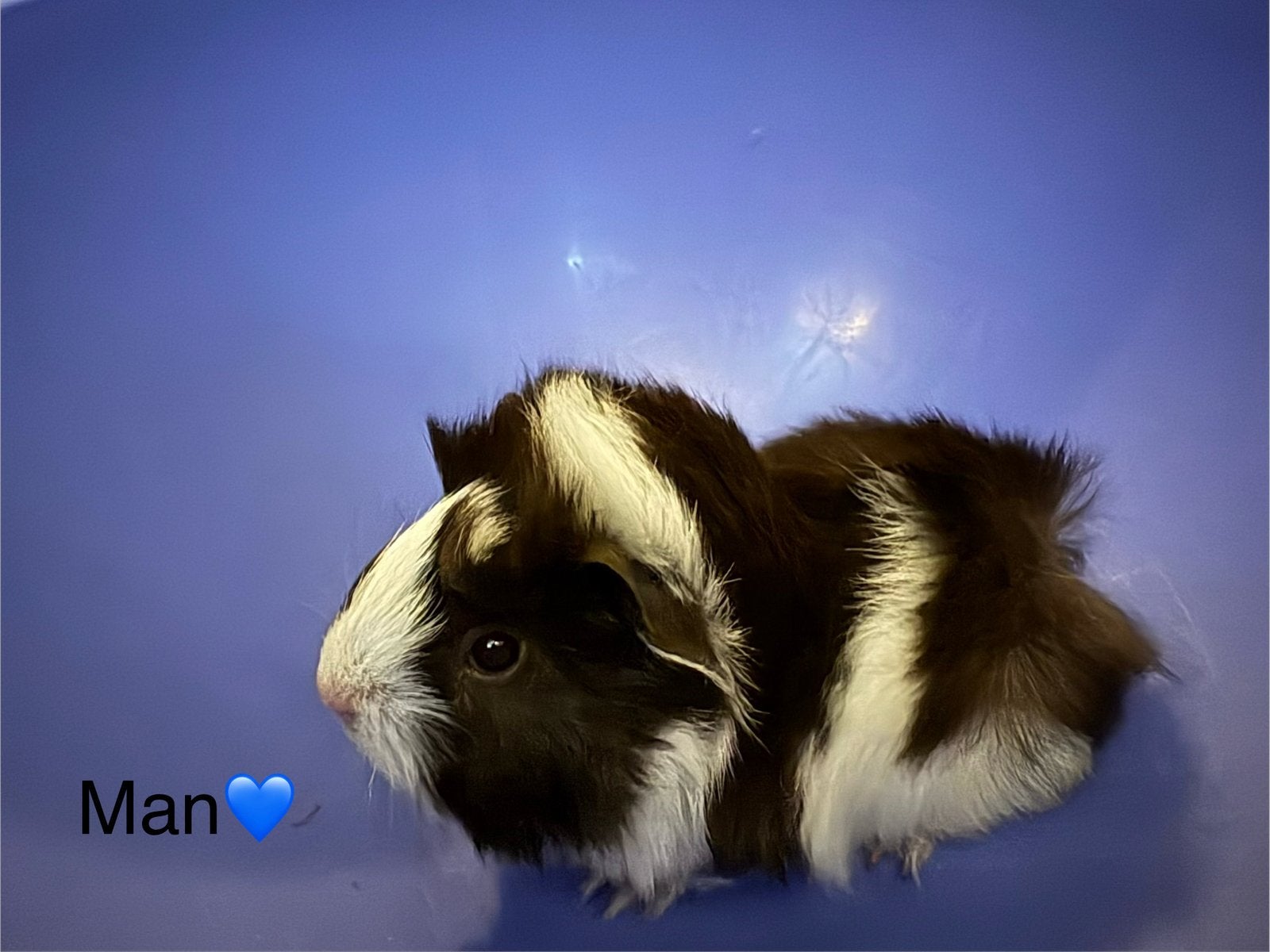Perivuaan cavia’s, Dieren en Toebehoren, Knaagdieren, Cavia, Mei, Meerdere dieren, Tam