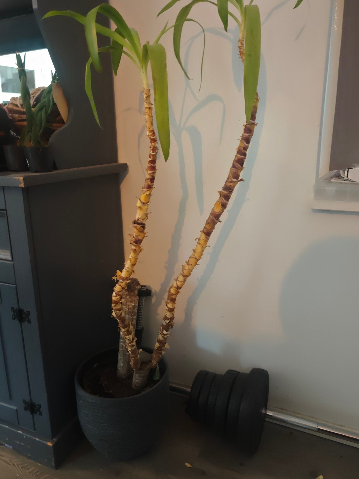 grote Dracaena opknapper, Huis en Inrichting, Ophalen, Halfschaduw, Minder dan 100 cm