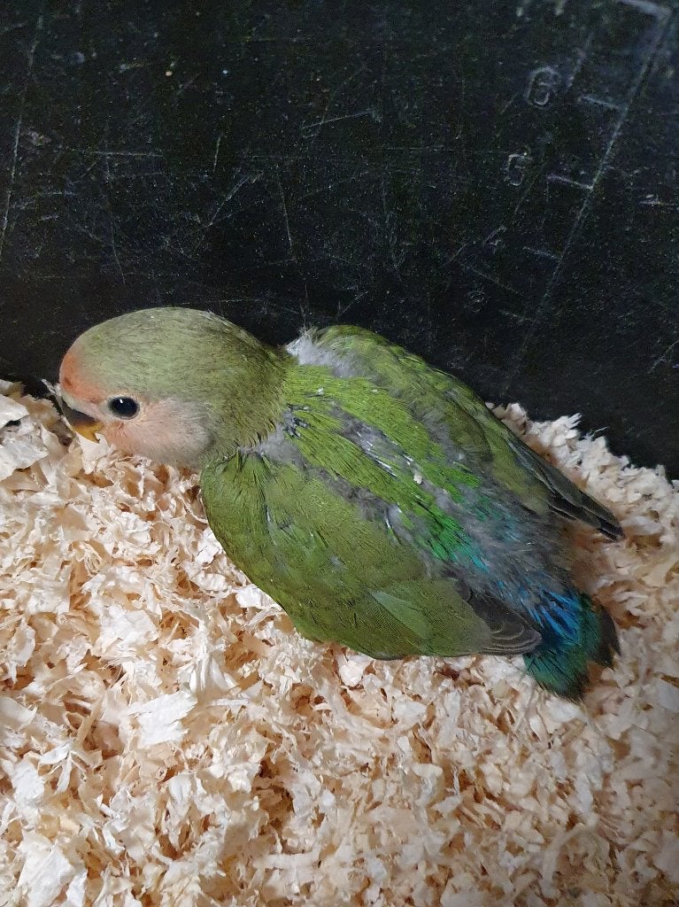 Agapornide, Geslacht onbekend, Dwergpapegaai of Agapornis, Geringd