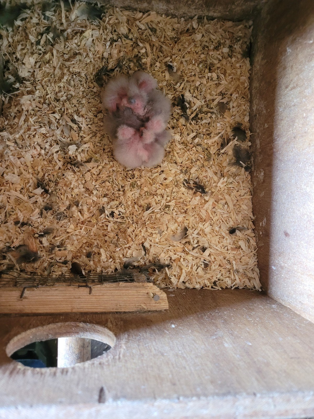 jonge blauwe kakarikies  van augustus  26, Dieren en Toebehoren, Geslacht onbekend, Parkiet