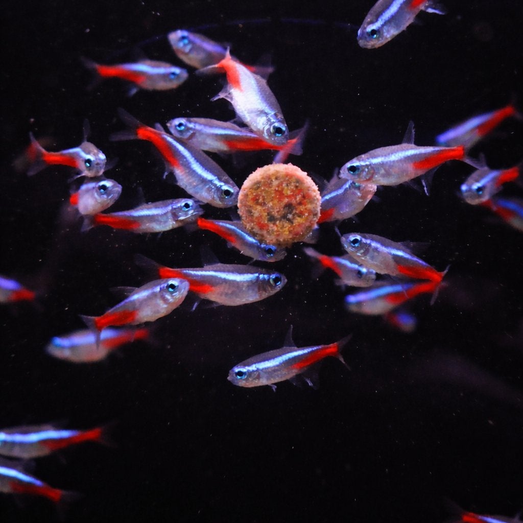 neon tetra, Dieren en Toebehoren, Vissen | Aquariumvissen, Vis, Zoetwatervis, Schoolvis