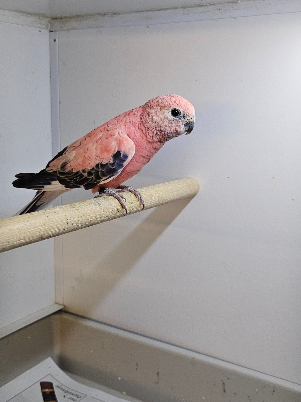 mooie kweek man, Dieren en Toebehoren, Mannelijk, Parkiet, Geringd
