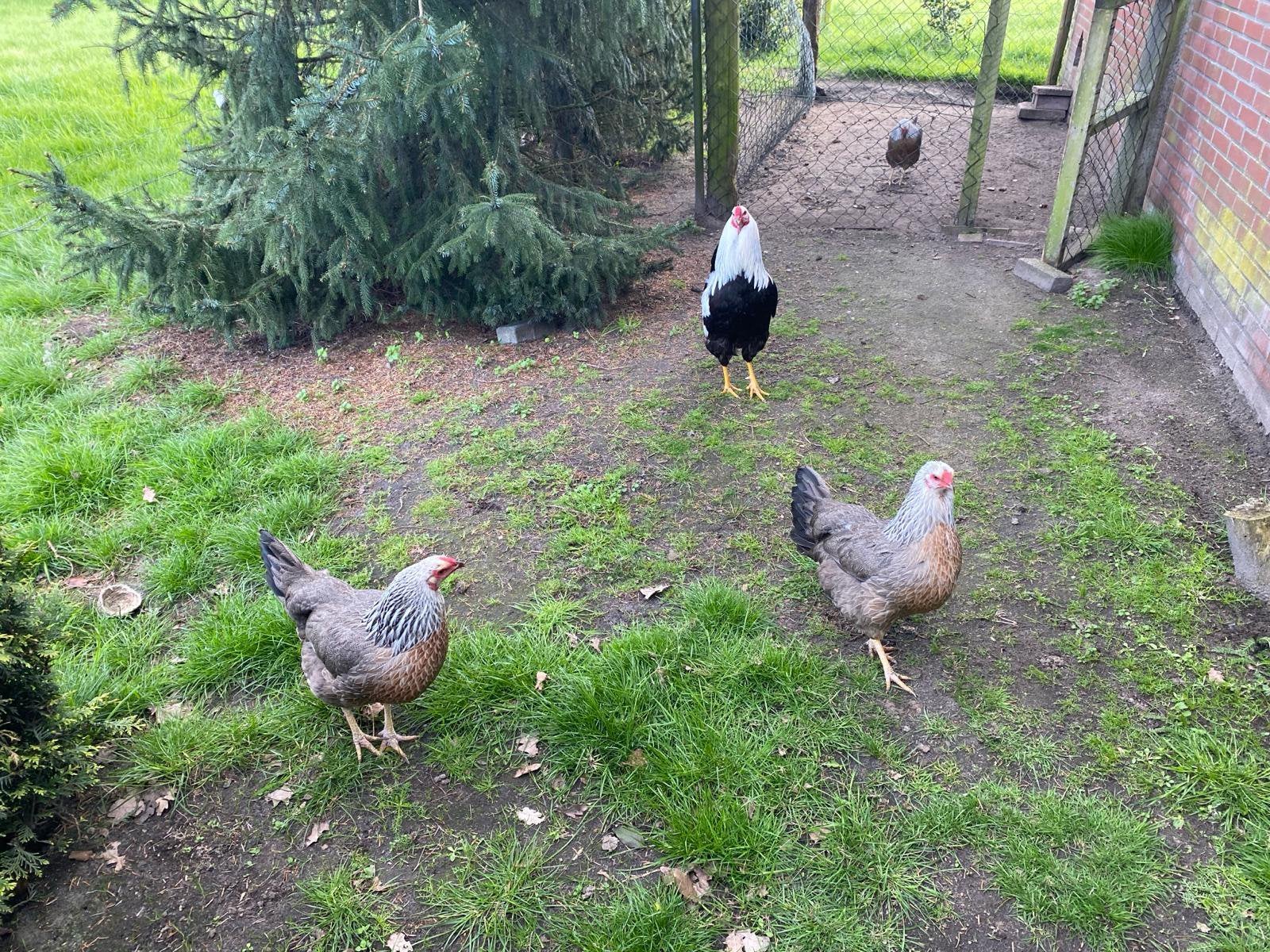 Broedeieren twentse hoen zilverpatrijs groot., Dieren en Toebehoren, Pluimvee, Geslacht onbekend, Kip