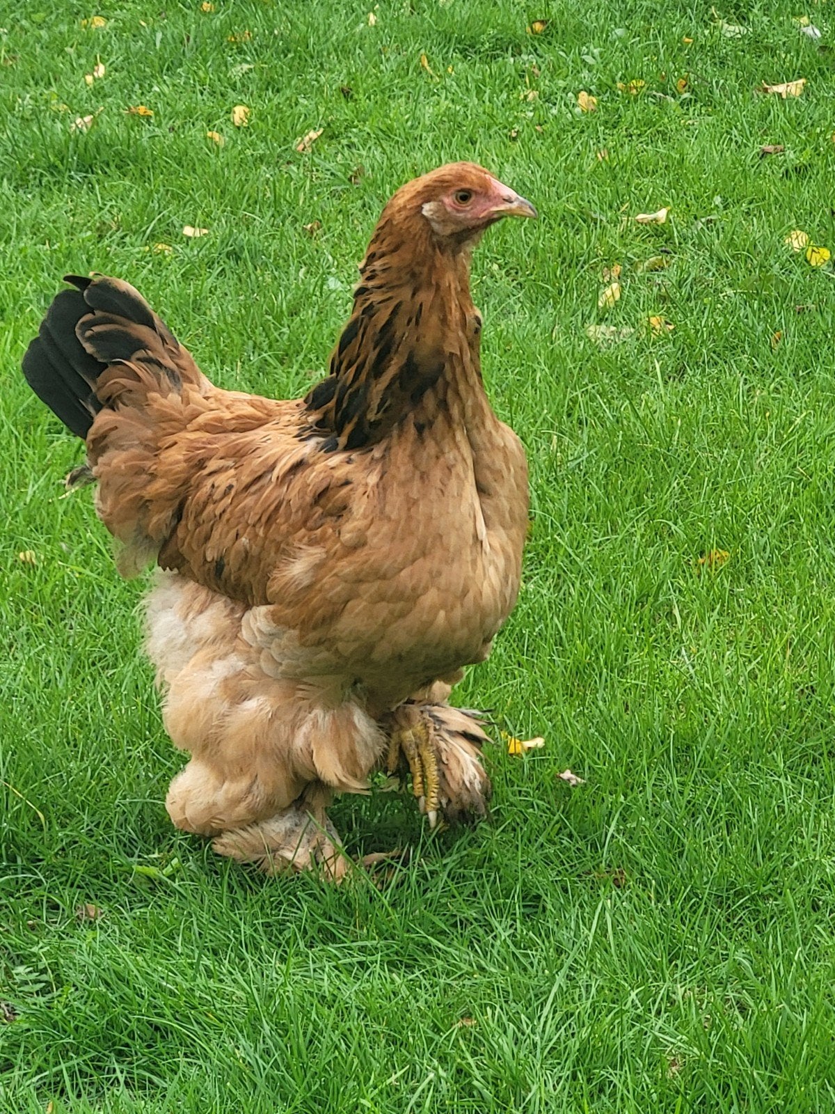 brahma buff zwart jonge hen 7 maanden, Vrouwelijk, Kip