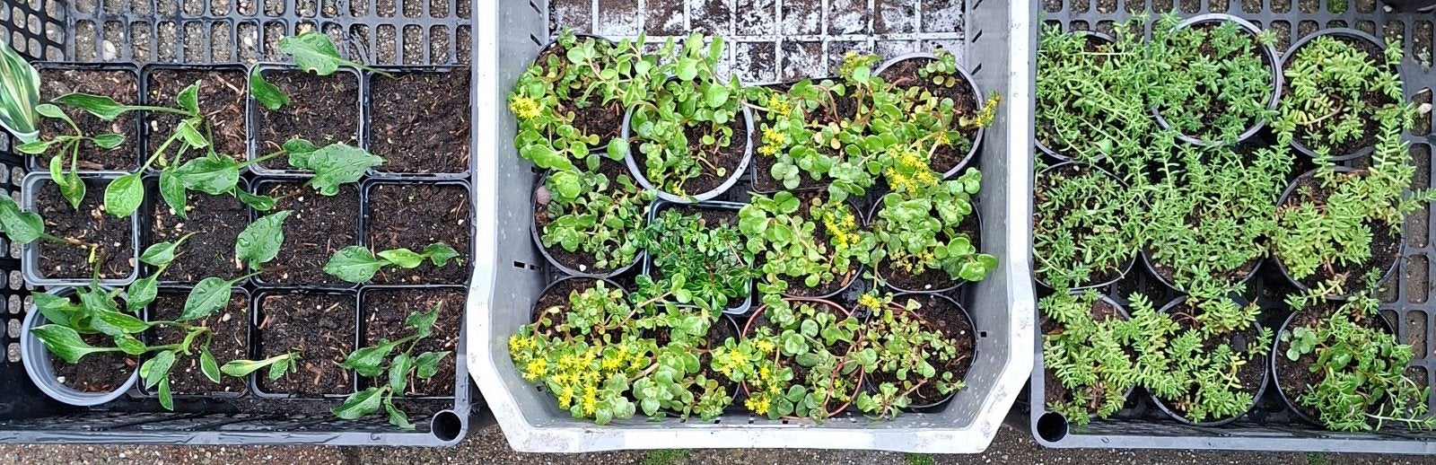 Sedum---- Kleine Hosta,s ---p.stuk €0,50, Ophalen of Verzenden, Overige soorten, Halfschaduw
