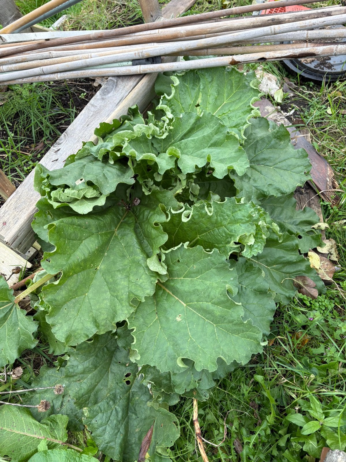 Rabarber, Ophalen, Vaste plant, Groenteplanten, Volle zon