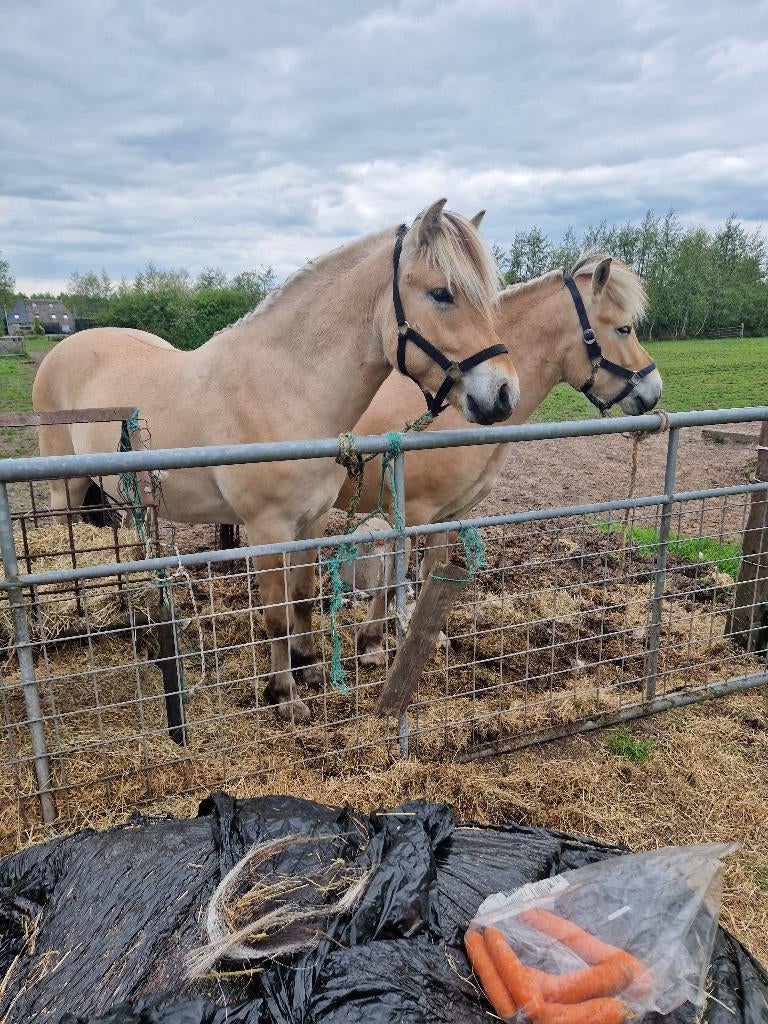 span fjord hengsten., Dieren en Toebehoren, Met stamboom, Niet van toepassing, 0 tot 2 jaar, Hengst