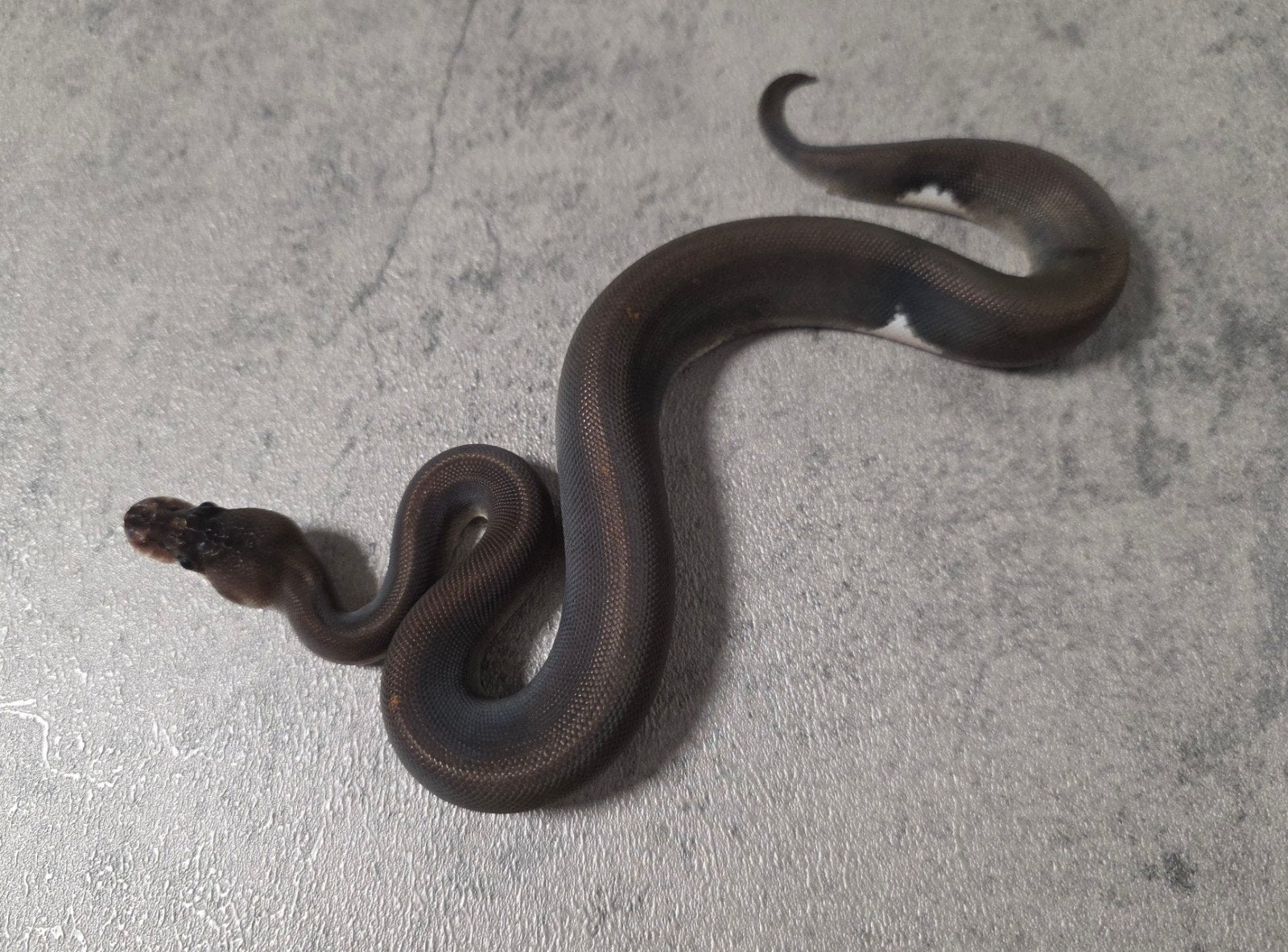8Ball️ Barnhartline Black Pastel Cinnamon 50%Piebald♀️, Slang, 0 tot 2 jaar
