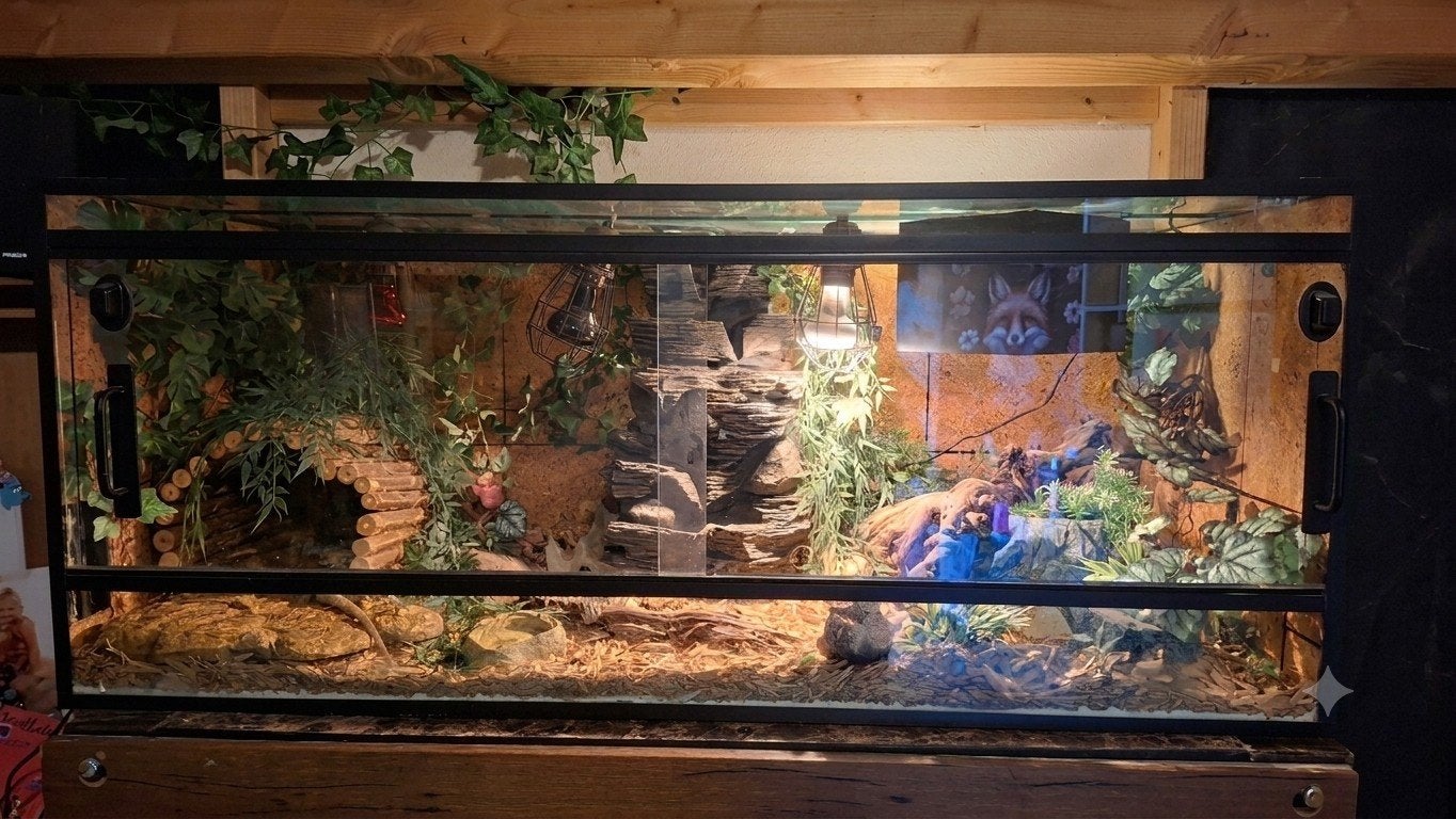 terrarium, Ophalen of Verzenden