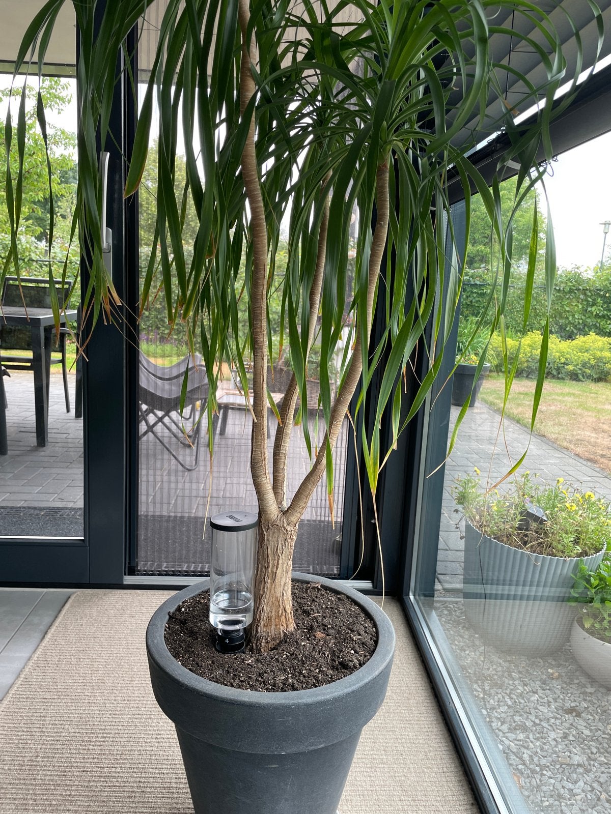 Grote Yucca Elephantipes in Pot - 150-200 cm, In pot, Yucca, 150 tot 200 cm, Groene kamerplant