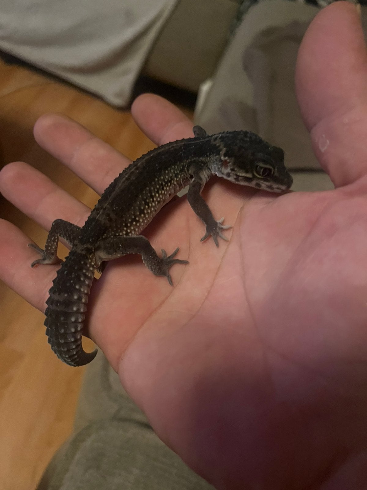 Black night luipaard gekko vrouw Leopard Gecko - female for sale from D.A