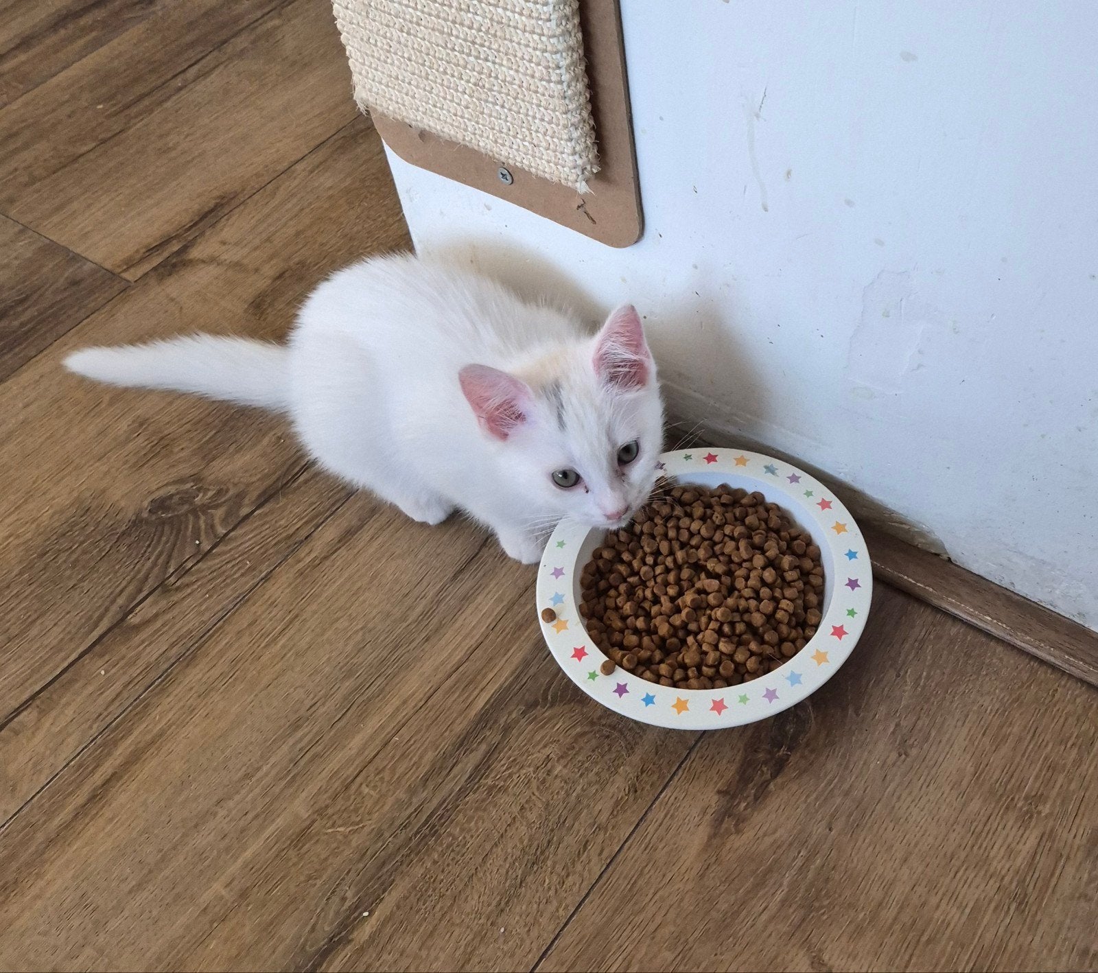 4 prachtige kittens mogen naar een nieuw hotel, Poes, Ontwormd