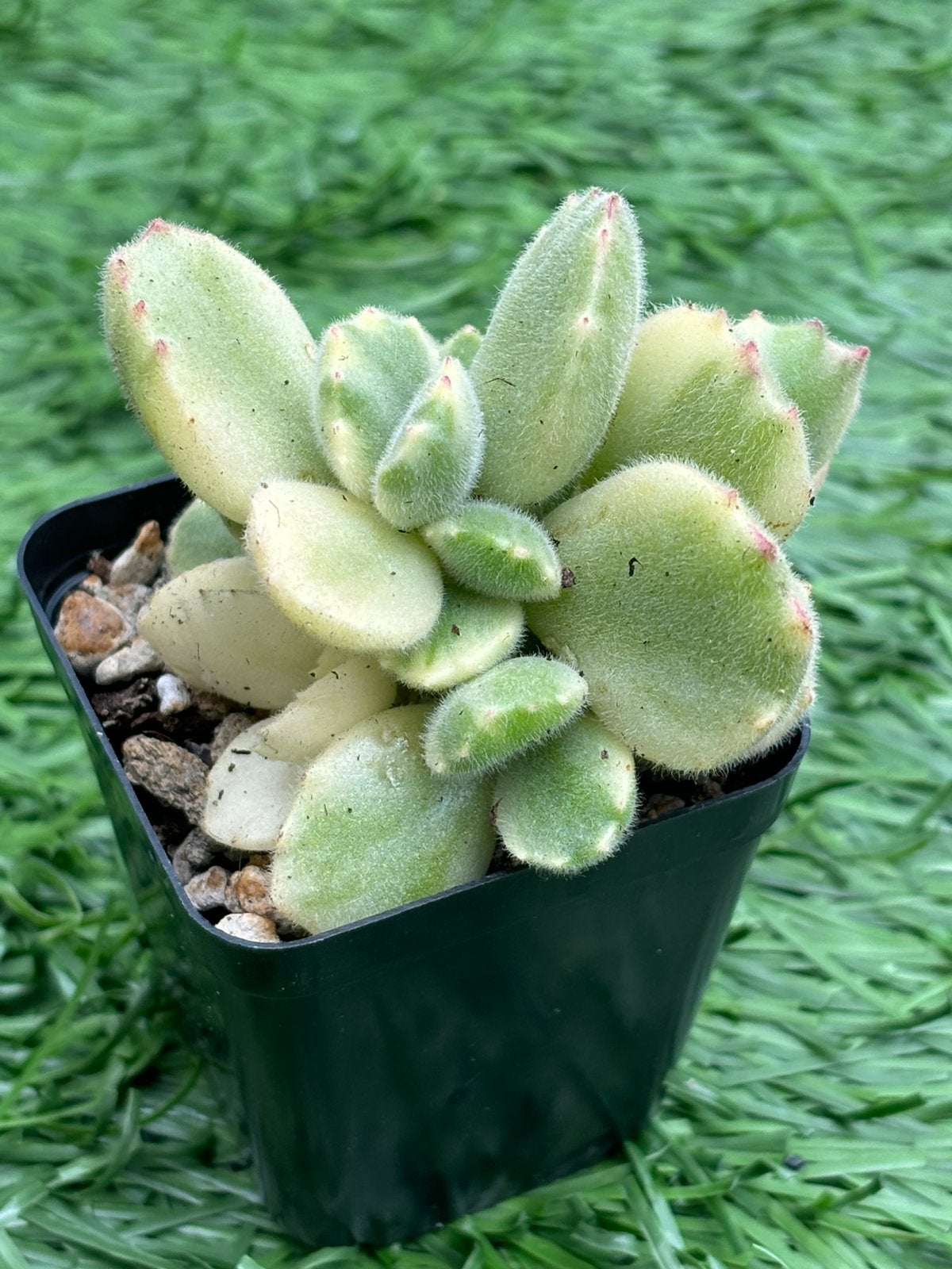 Cotyledon tomentosa ladysmithiensis variegata - pot 5 cm, Ophalen of Verzenden, Halfschaduw, Minder dan 100 cm