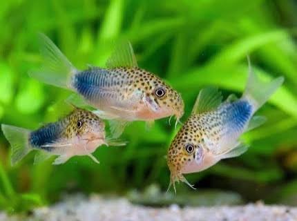 Corydora Similis, Vis