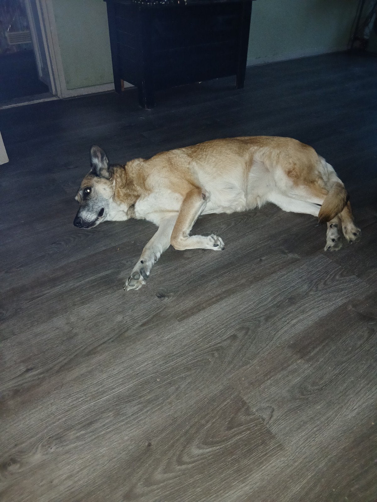 mechelse herder, 6 jaar of ouder, Teef, Eén hond, Herder