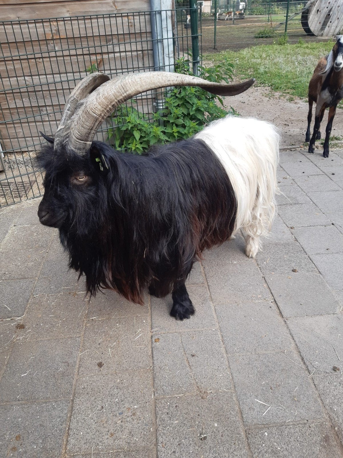Gereserveerd, Meerdere dieren, Geit, 3 tot 5 jaar