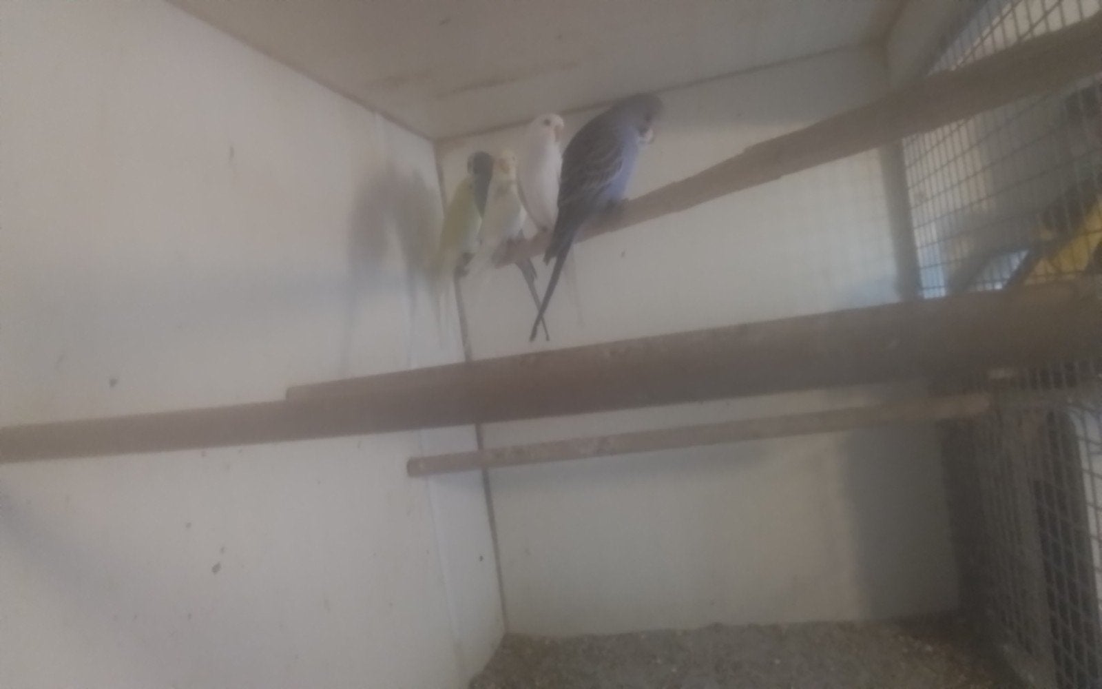 Jonge grasparkieten, Meerdere dieren, Parkiet