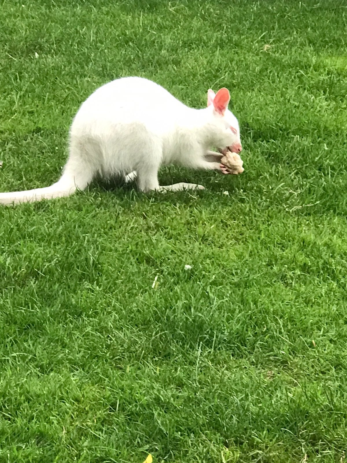 Witte Wallaby mannetje, Januari, Mannelijk