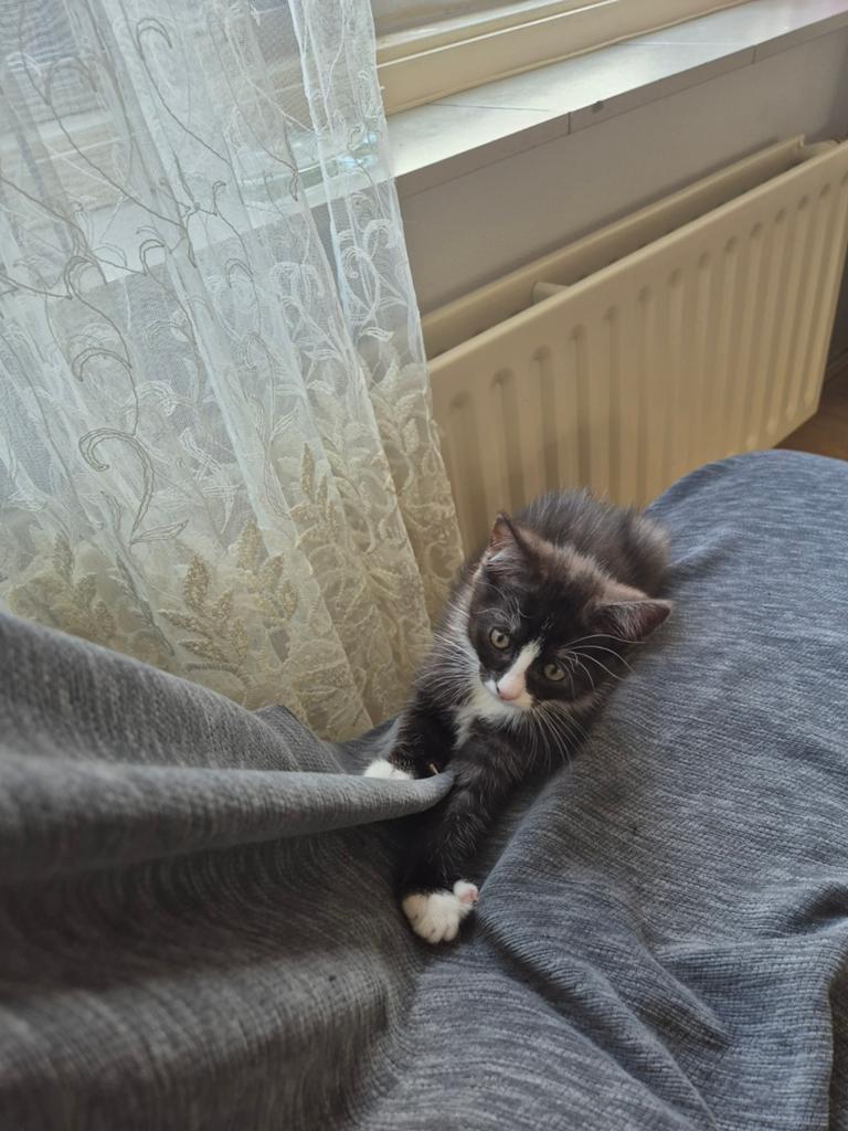 kittens