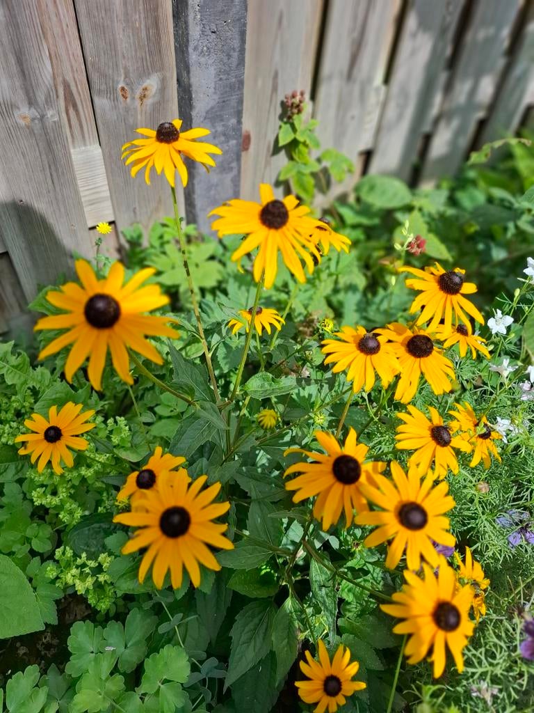 Rudbeckia Fulgida, Ophalen of Verzenden, Voorjaar, Volle zon, Zaad